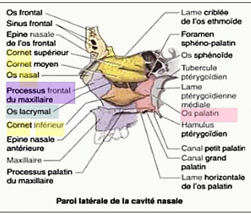 Paroi latérale de la cavité nasale entièrement légendée
