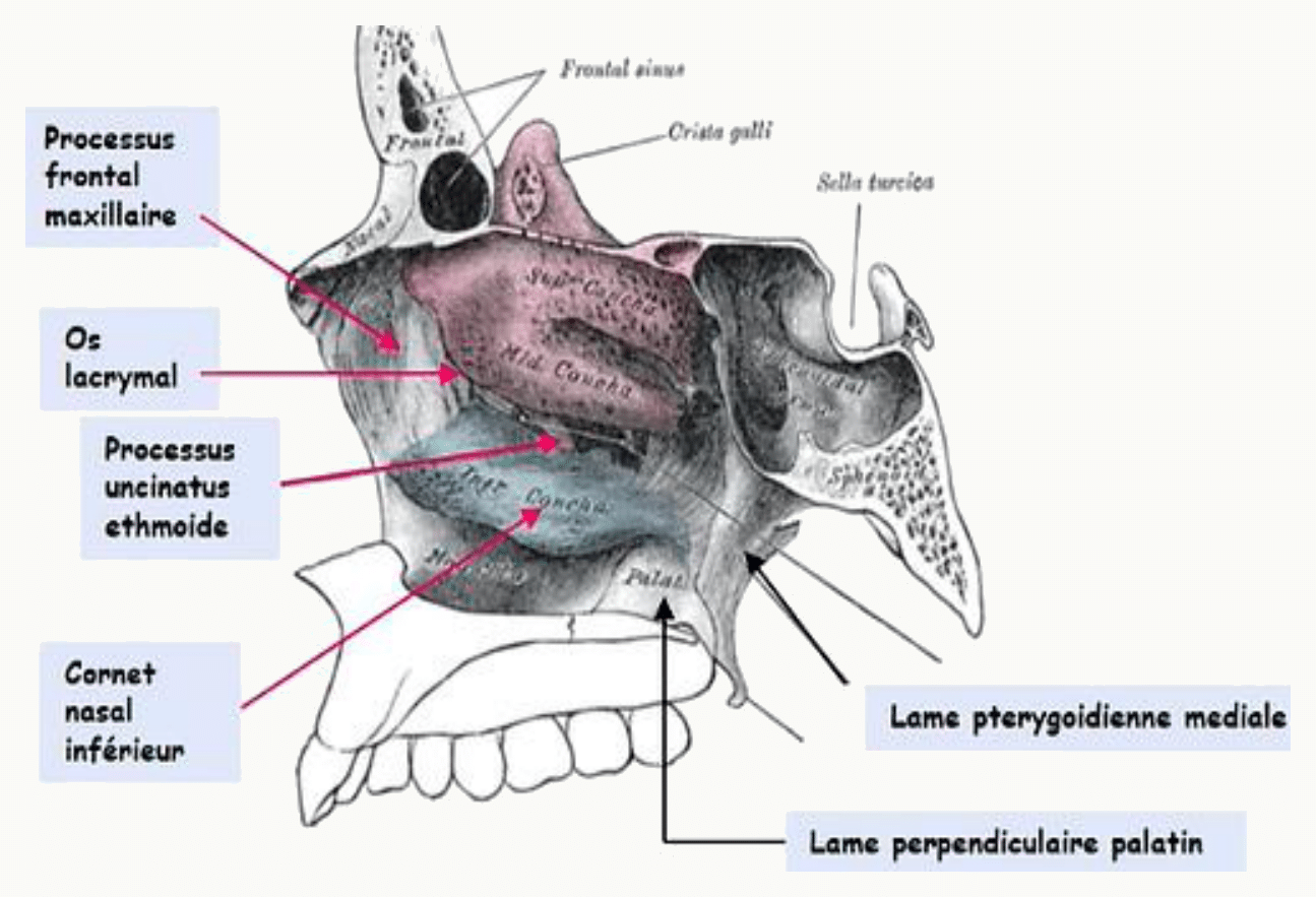 Paroi médiale de l'orbite avec l'os lacrymal, l'ethmoïde et le processus frontal du maxillaire