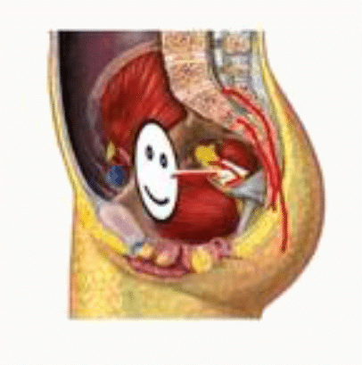 Paroi postérieure du pelvis en coupe sagittale