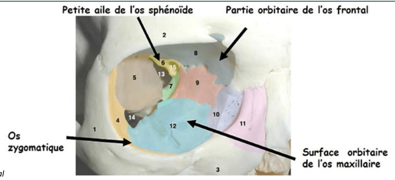 Parois de l'orbite et surfaces orbitaires du frontal, du zygomatique, du maxillaire et du sphénoïde