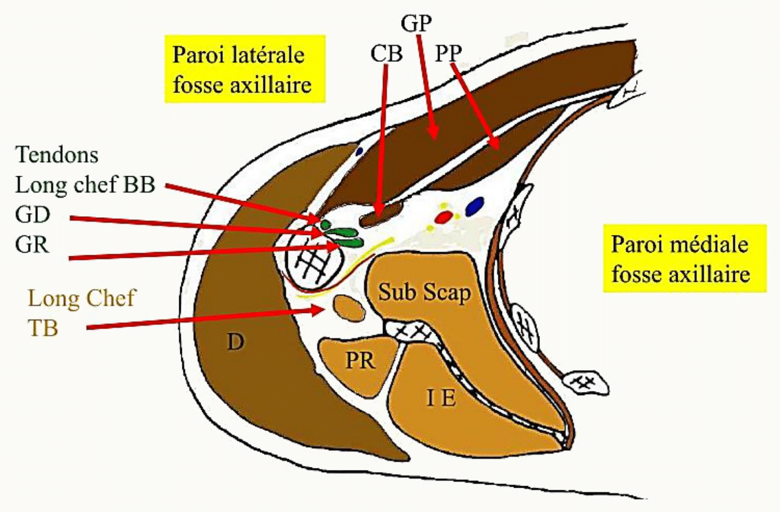 Les quatre parois de la fosse axillaire et les muscles qui les composent