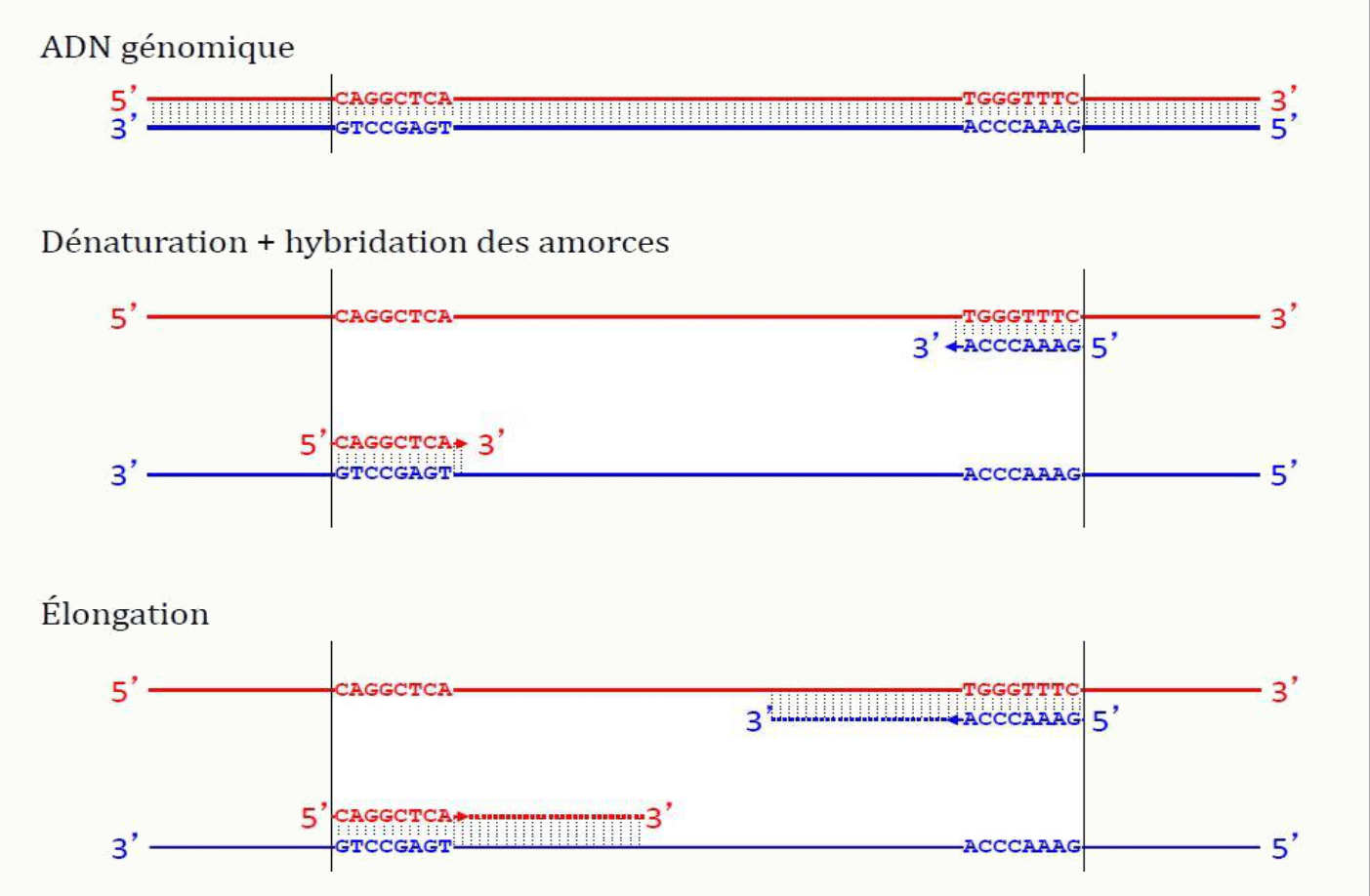 PCR sur ADN génomique : dénaturation, hybridation des amorces encadrant la région cible, puis élongation