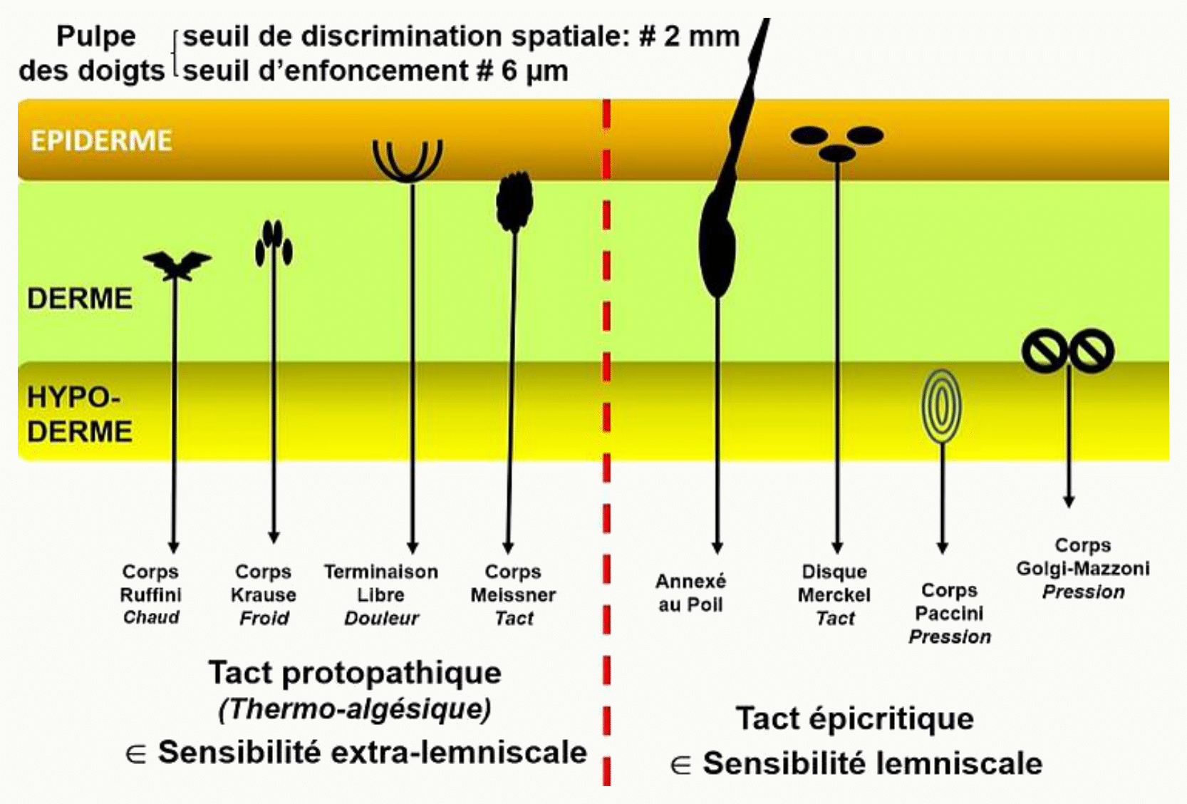 Peau et ses récepteurs cutanés répartis entre tact épicritique et tact protopathique