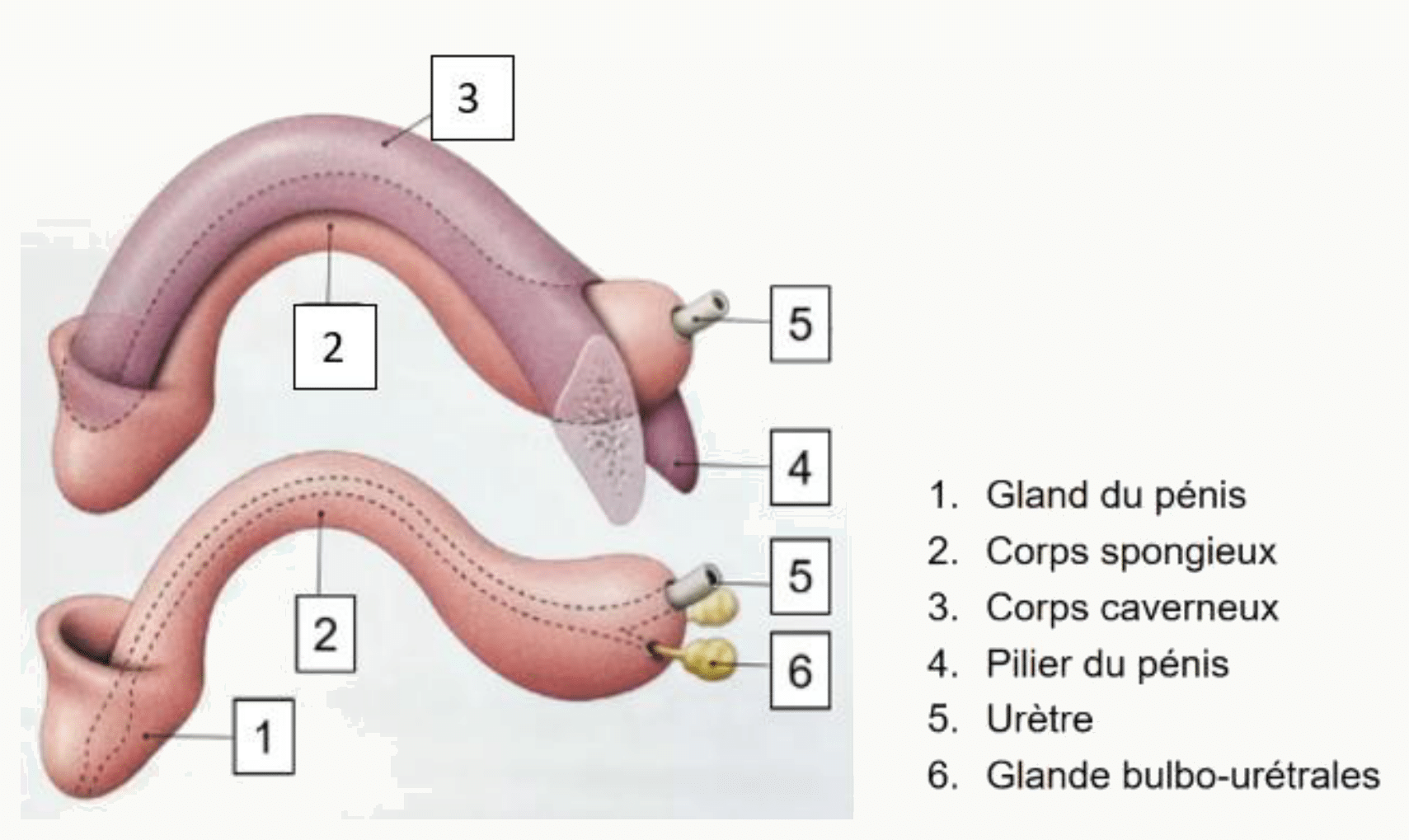 Pénis et ses corps érectiles : deux corps caverneux, un corps spongieux et le gland