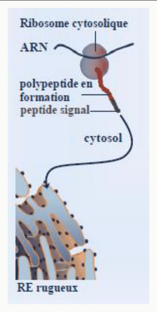 Peptide signal en tête du polypeptide en formation sur un ribosome cytosolique