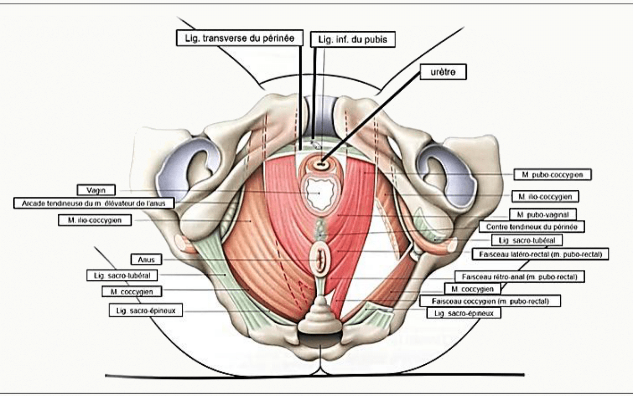 Périnée féminin en vue inférieure entièrement légendé