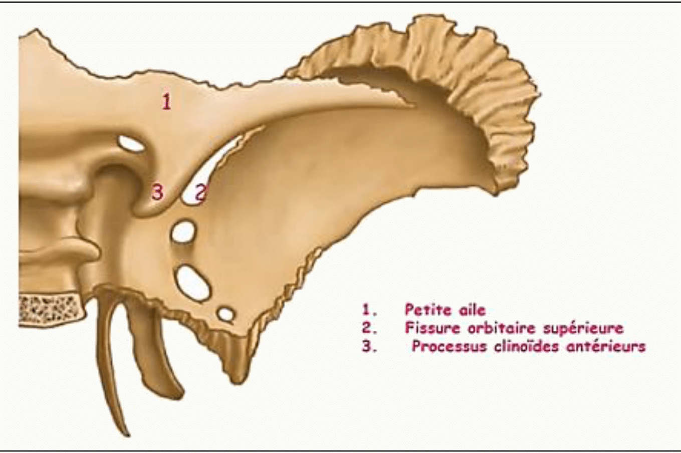 Petite aile du sphénoïde, fissure orbitaire supérieure et processus clinoïde antérieur