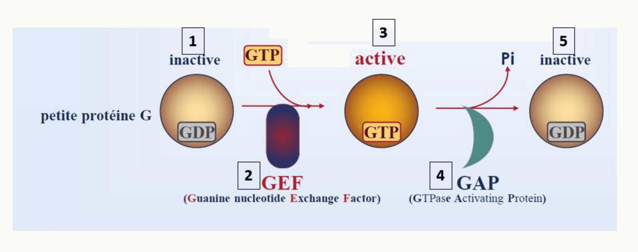 Cycle d'une petite protéine G entre forme inactive liée au GDP et forme active liée au GTP, sous contrôle du GEF et du GAP