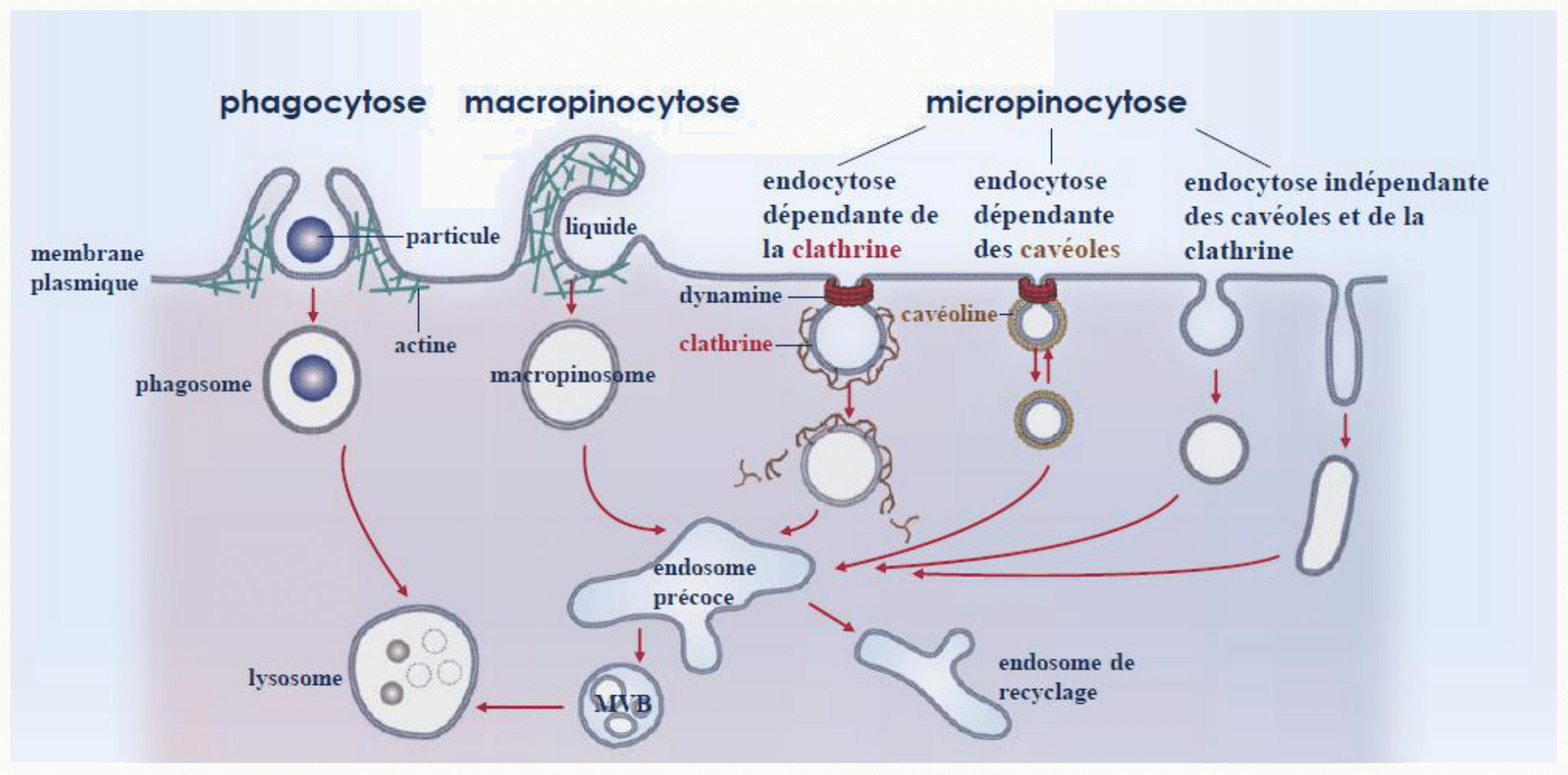 Phagocytose, macropinocytose et micropinocytose comparées selon la taille et le mécanisme