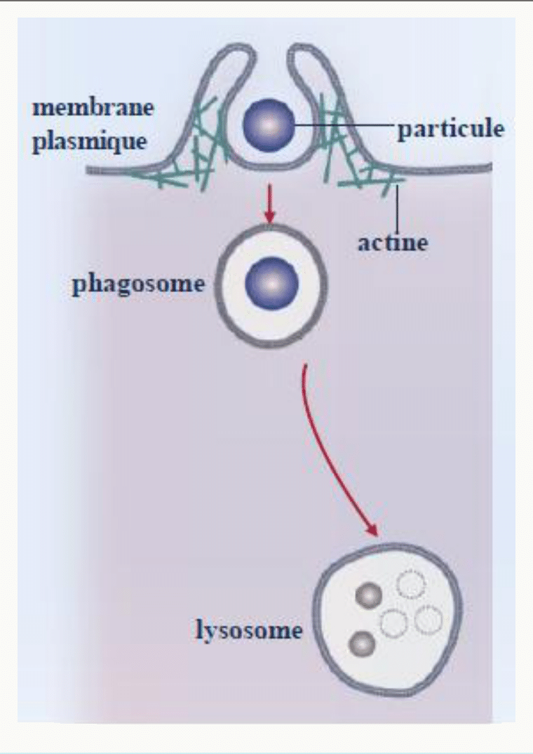 Phagocytose d'une particule : formation du phagosome par l'actine puis fusion avec le lysosome
