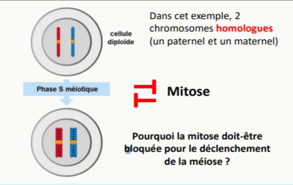 Phase S préméiotique dupliquant les chromosomes homologues paternel et maternel