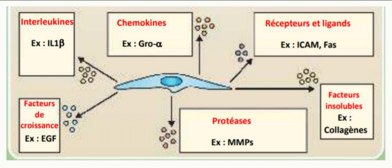 Phénotype sécrétoire de la sénescence : interleukines, chimiokines, protéases et facteurs de croissance libérés