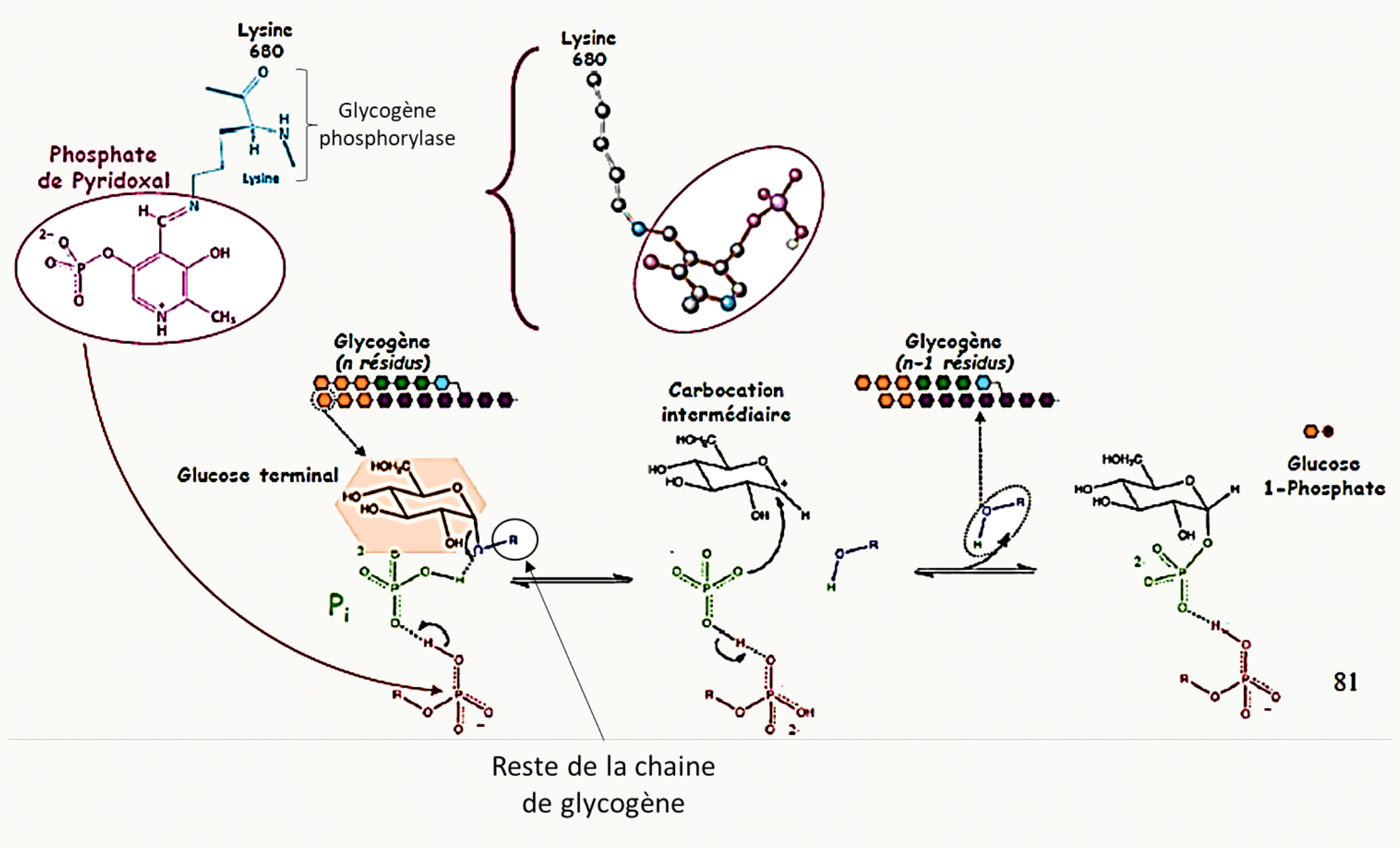 Phosphate de pyridoxal, coenzyme de la glycogène phosphorylase, et mécanisme de la phosphorolyse