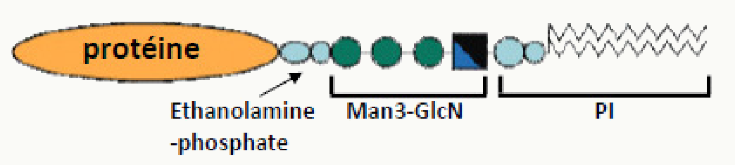 Différentes têtes polaires des glycérophospholipides : éthanolamine, inositol et dérivés