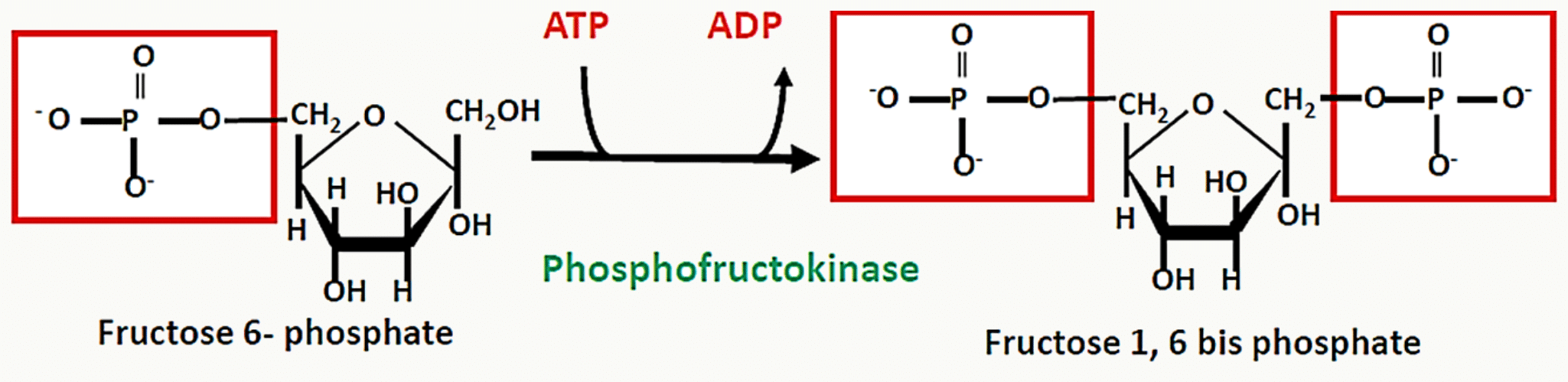 Phosphorylation du fructose-6-phosphate en fructose-1,6-bisphosphate par la phosphofructokinase