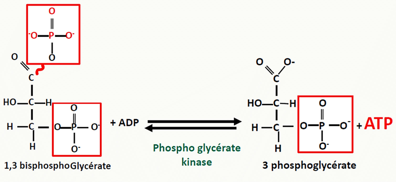 Transfert du phosphate du 1,3-bisphosphoglycérate sur l'ADP par la phosphoglycérate kinase