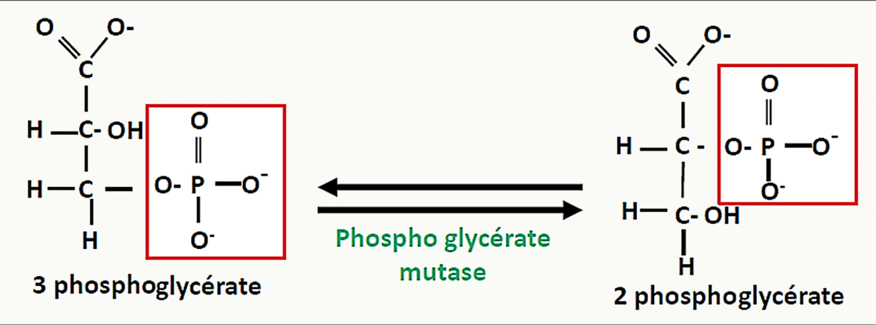 Déplacement du phosphate du carbone 3 au carbone 2 par la phosphoglycérate mutase