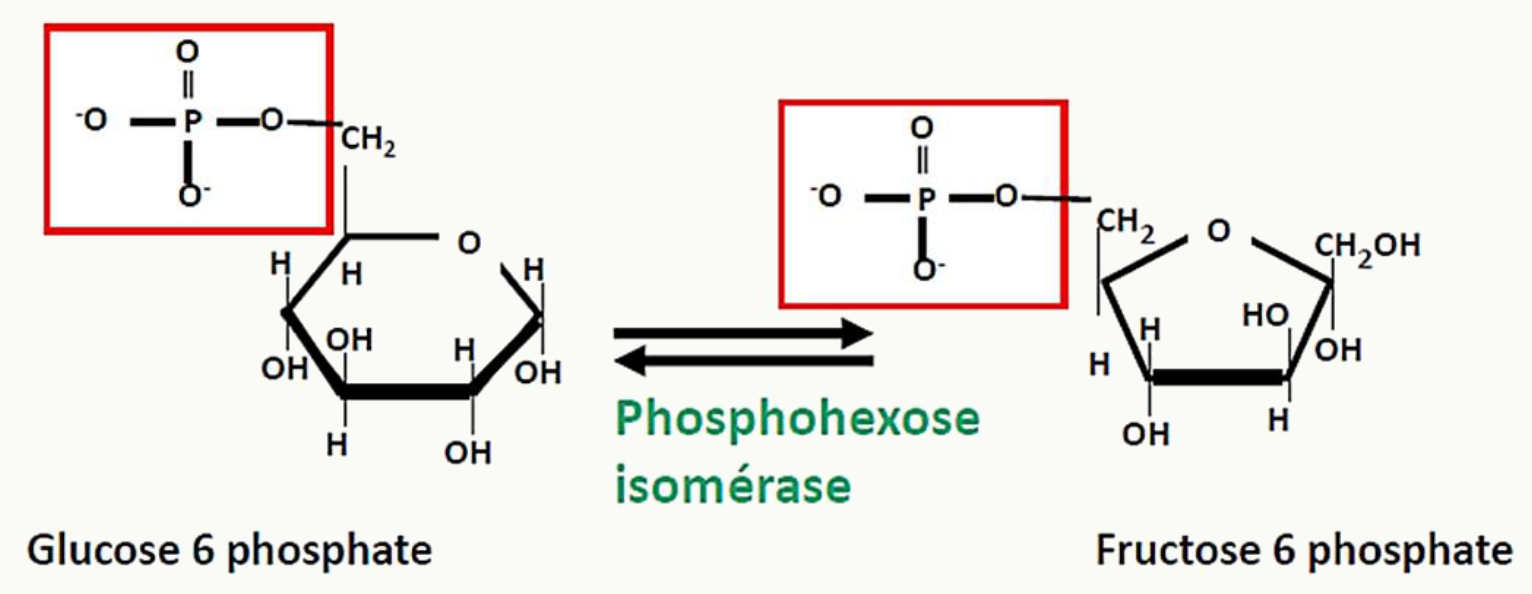 Isomérisation du glucose-6-phosphate en fructose-6-phosphate par la phosphohexose isomérase
