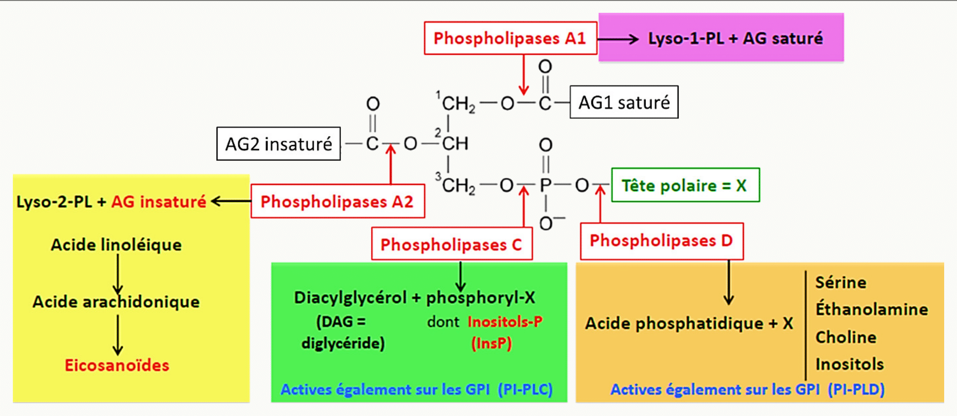 Sites de coupure des phospholipases A1, A2, C et D sur un glycérophospholipide