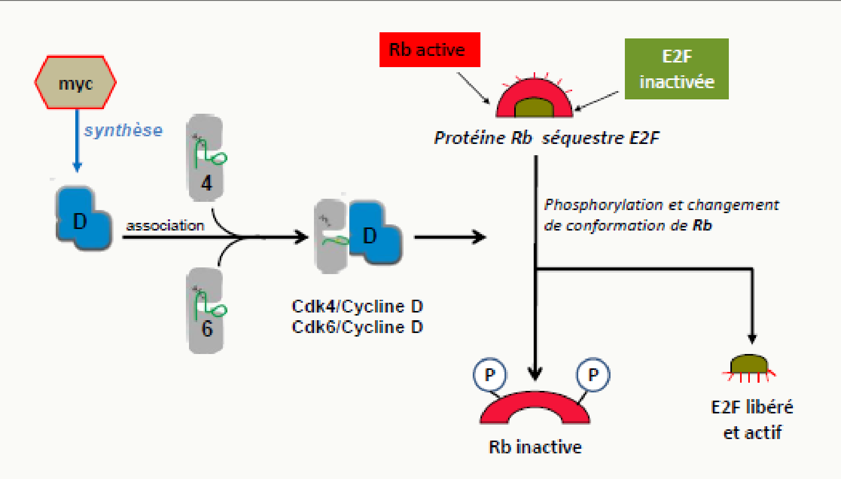 Phosphorylation de la protéine Rb par le complexe CDK-cycline et libération du facteur E2F