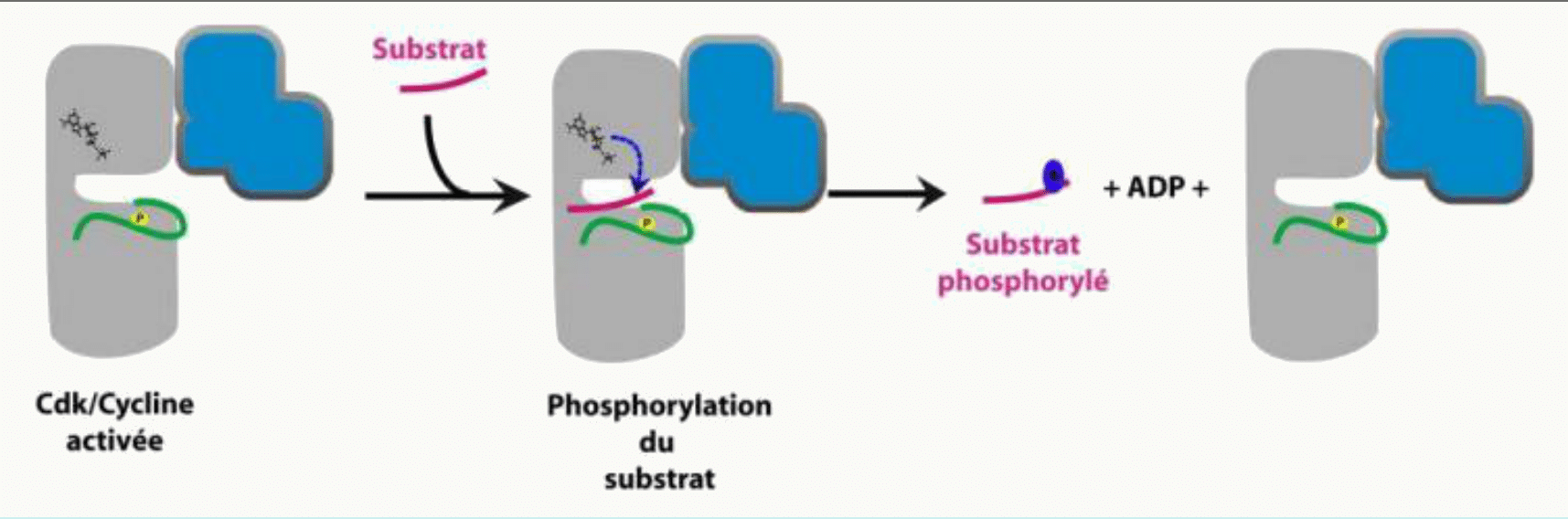 Phosphorylation d'un substrat par le complexe CDK-cycline activé