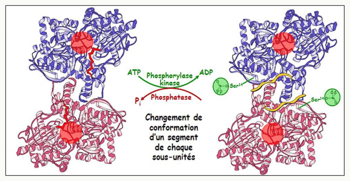 Phosphorylation de la glycogène phosphorylase et changement de conformation des deux sous-unités