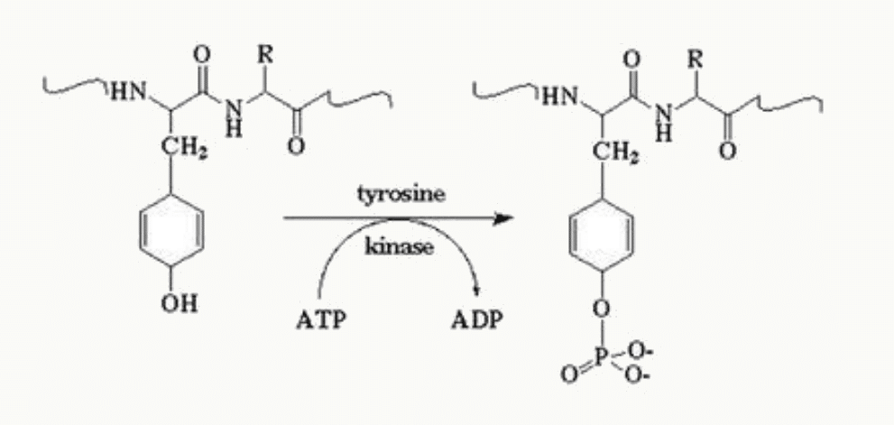 Phosphorylation de la tyrosine d'un peptide par une kinase avec consommation d'ATP