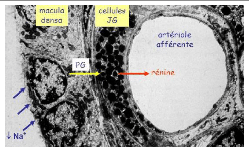 Appareil juxtaglomérulaire avec la macula densa et les cellules à rénine de l'artériole afférente