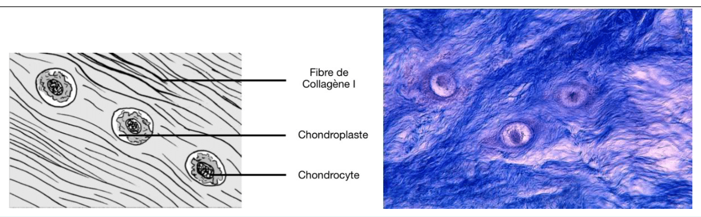 Chondrocytes logés dans leurs chondroplastes au sein du cartilage