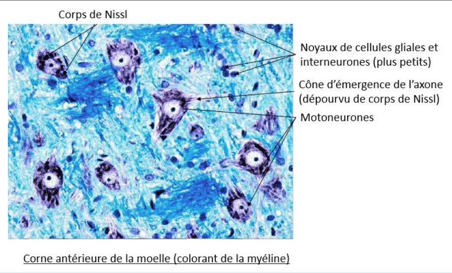 Motoneurones de la corne antérieure de la moelle et leurs corps de Nissl