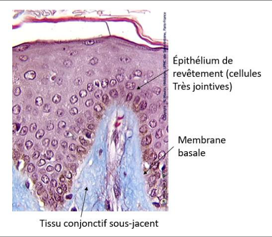 Épithélium de revêtement reposant sur une membrane basale, au-dessus du tissu conjonctif