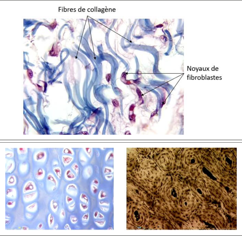 Fibres de collagène et noyaux de fibroblastes dans un tissu conjonctif (trichrome)