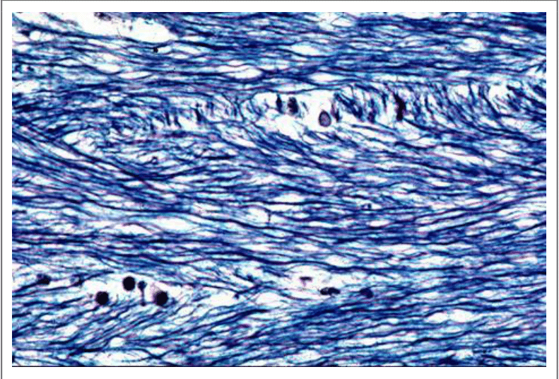 Fibres nerveuses myélinisées colorées au microscope optique