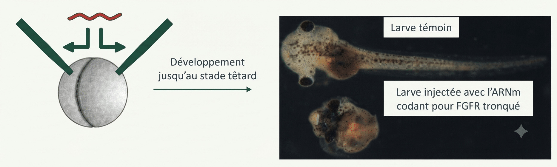 Larve témoin versus larve exprimant un récepteur FGF tronqué (dominant négatif), sans queue