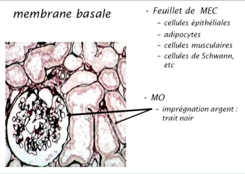 Membrane basale révélée par imprégnation argentique au microscope optique