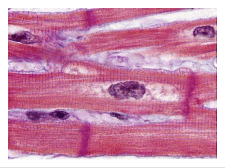 Cardiomyocytes striés à noyau central sur une coupe de muscle cardiaque