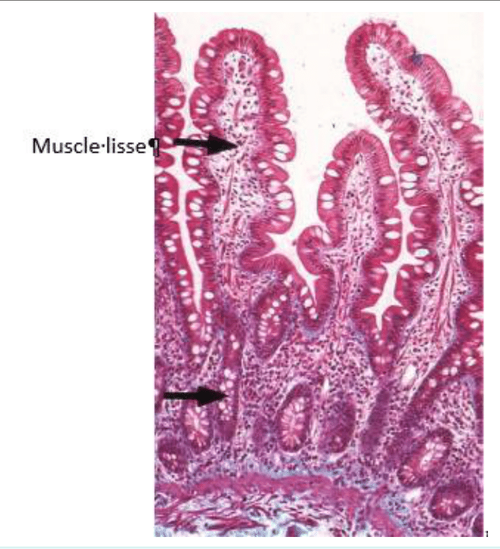 Muscle lisse dans la paroi de l'intestin, sous les villosités