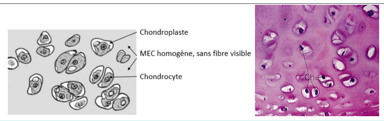 Cartilage hyalin à matrice homogène, en schéma et au microscope optique