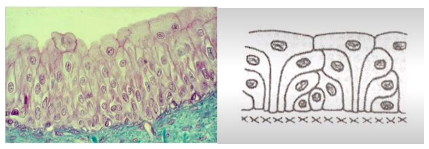 Épithélium cylindrique contenant des cellules caliciformes, en photo et en schéma