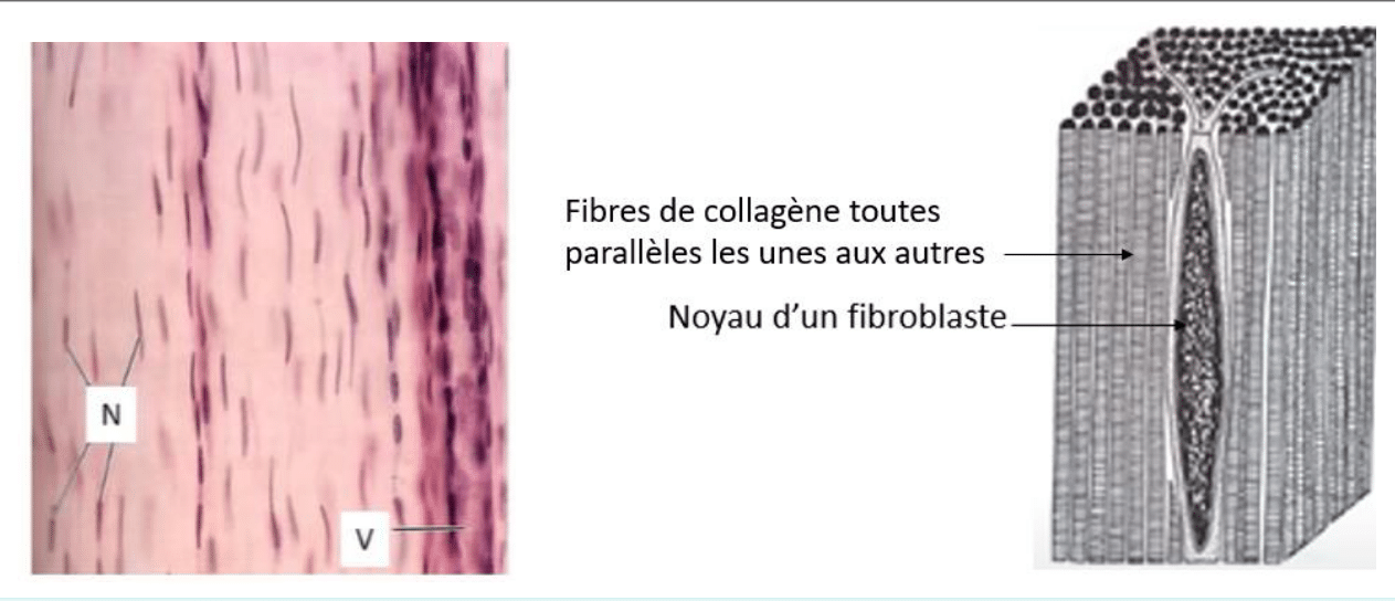 Tissu conjonctif dense d'un tendon, aux fibres de collagène parallèles