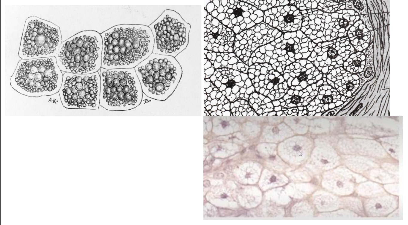 Acinus glandulaire et son organisation, en photographies et schémas