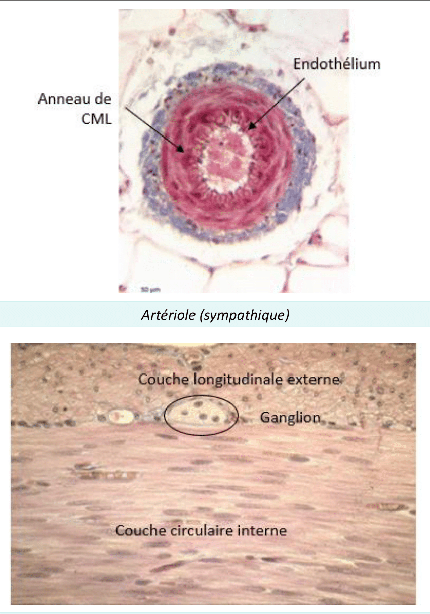 Artériole entourée d'un anneau de muscle lisse, avec son endothélium