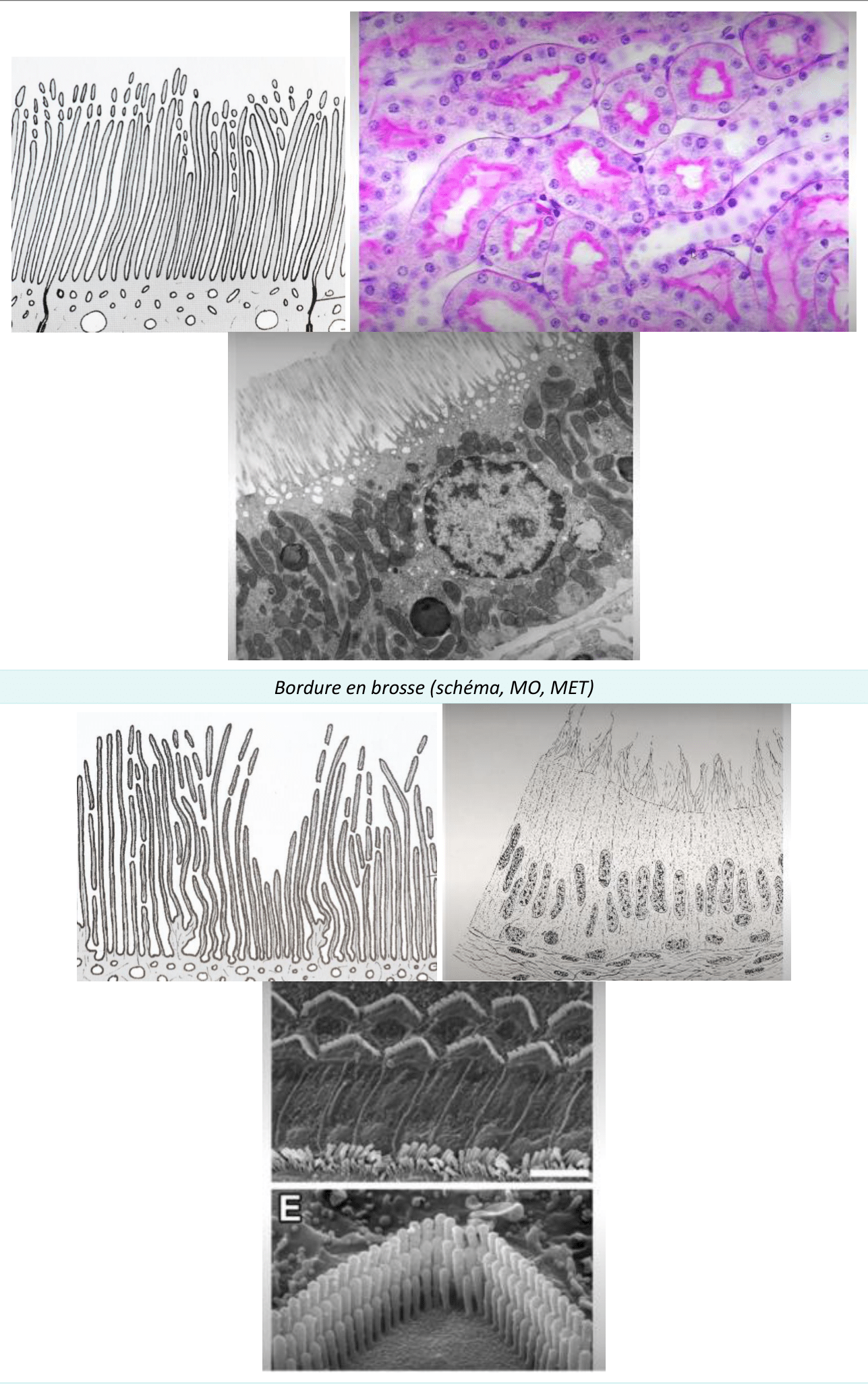 Bordure en brosse faite de microvillosités, en microscopie optique et électronique