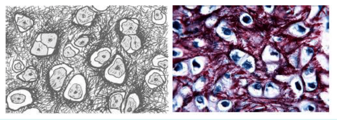 Cartilage et ses chondrocytes au microscope optique et électronique
