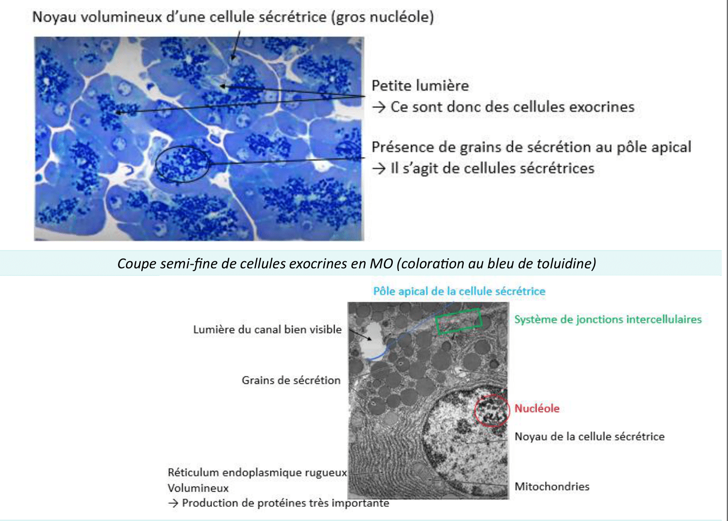 Cellules exocrines et leurs grains de sécrétion au microscope optique et électronique