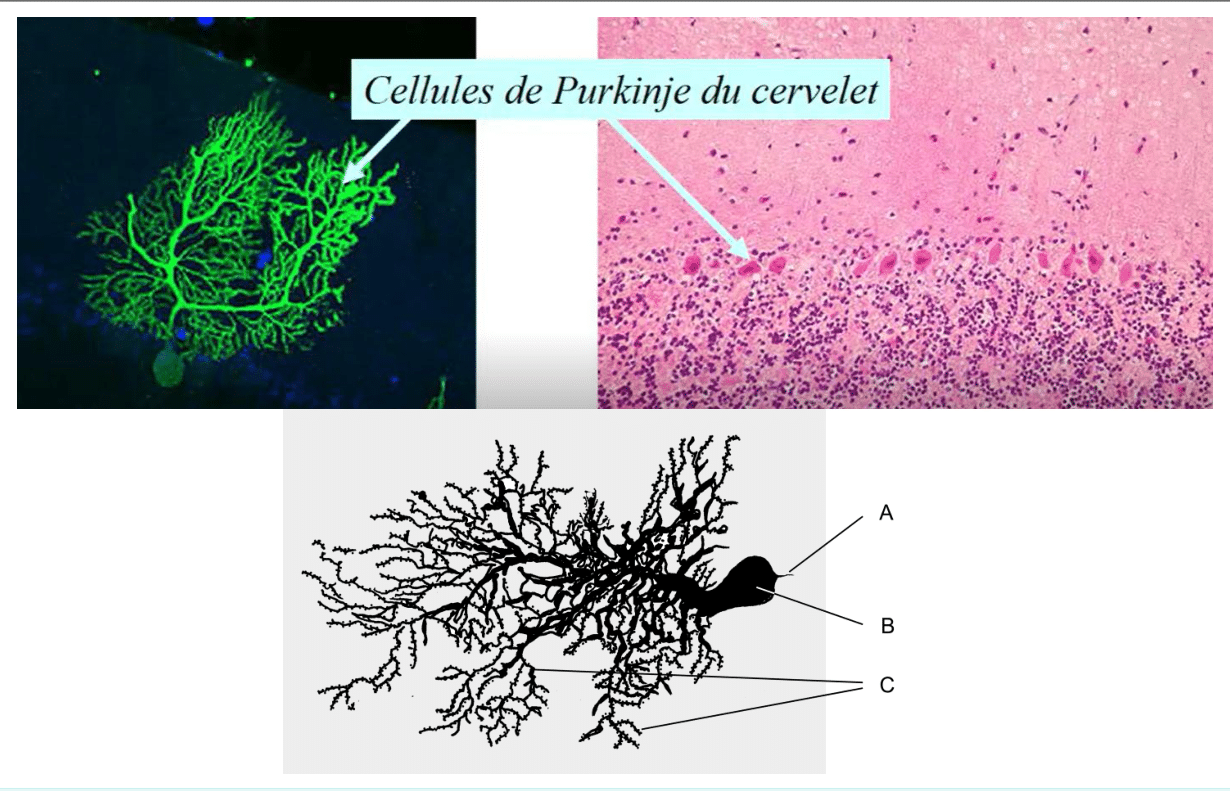 Cellules de Purkinje du cervelet et leur arborisation dendritique