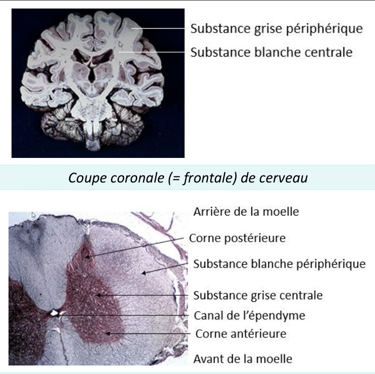 Substance grise et substance blanche sur des coupes de cerveau et de moelle