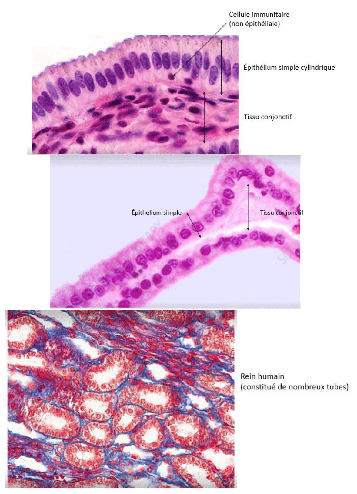 Épithéliums simples cylindrique et cubique, dont les tubes du rein