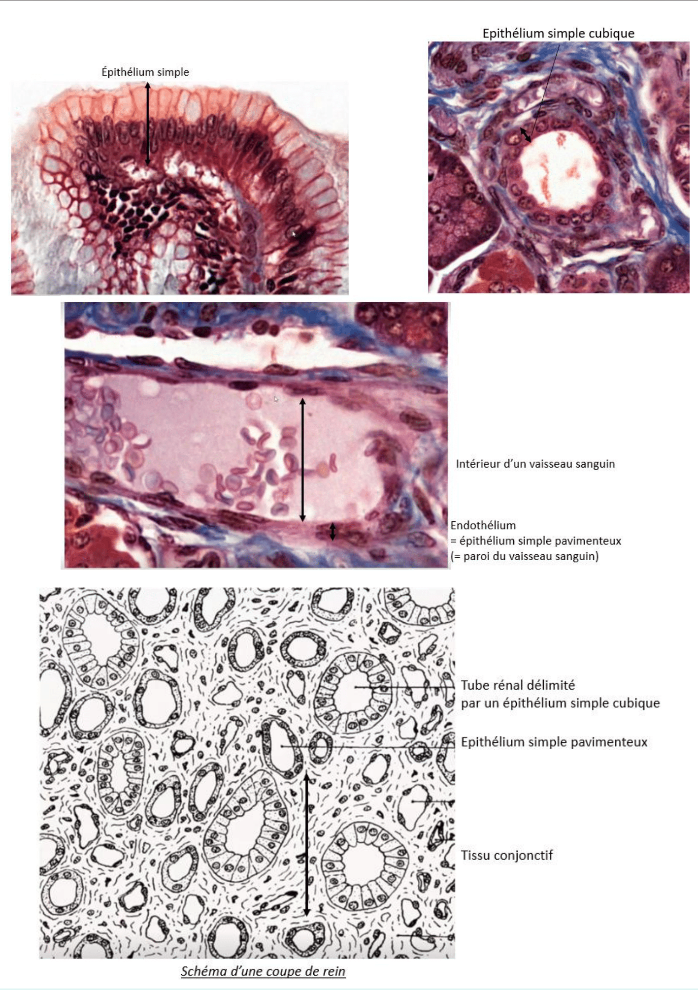 Épithélium simple du rein au microscope optique et électronique