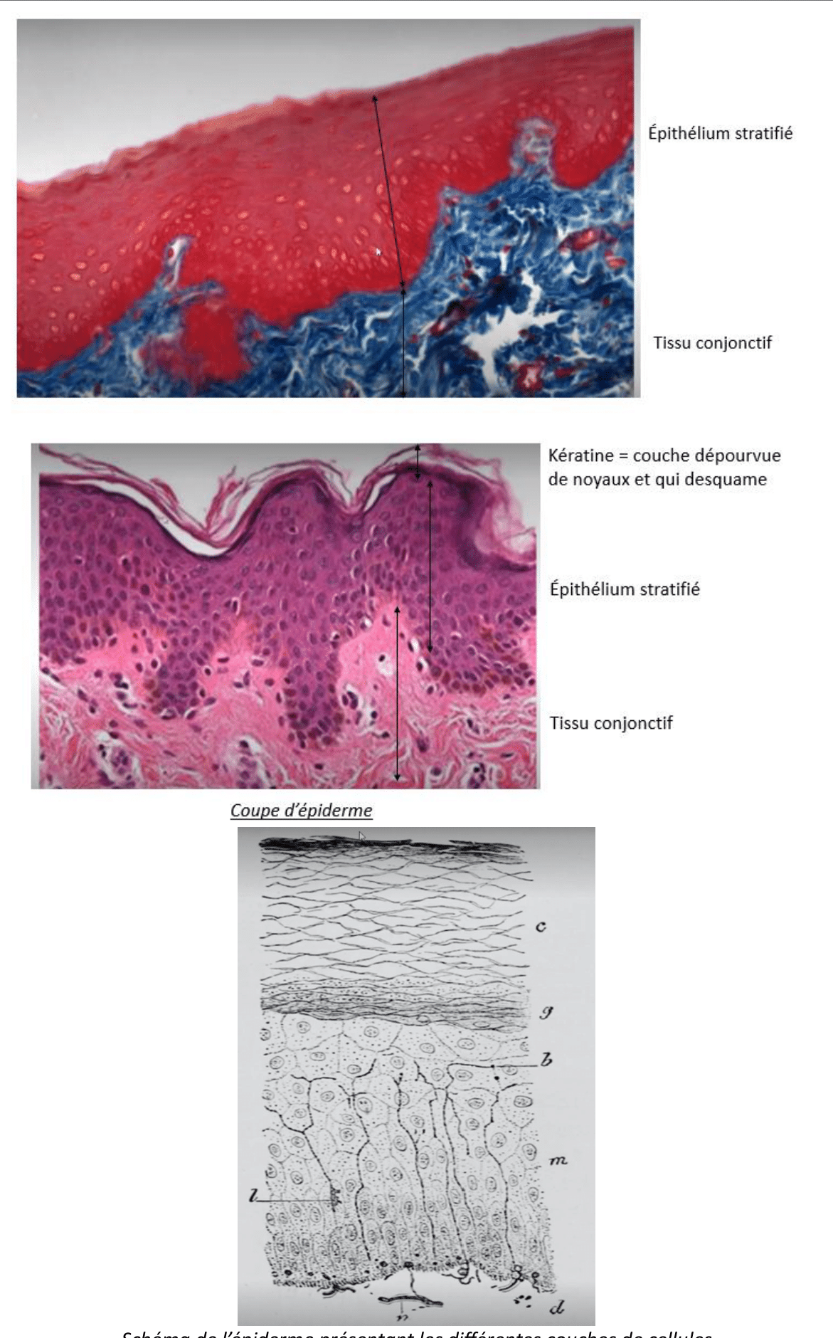 Épithélium stratifié de la peau au microscope optique